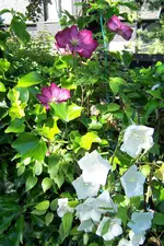 100_4166.webp