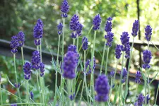 100_4186.JPG