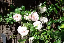 100_4192.webp