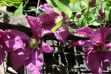 100_4197.webp