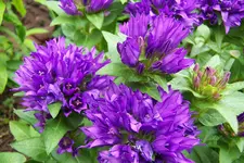 100_4231.webp