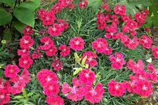 100_4233.webp