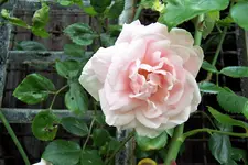 100_4244.webp