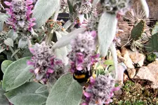 100_4247.webp