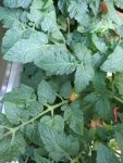 IMG_20170612_191915.jpg