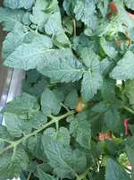 IMG_20170612_191915.webp