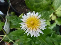 P1040251.webp