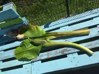 2017-05-27-PHOTO-00001437.webp