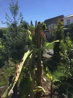2017-05-27-PHOTO-00001436.webp