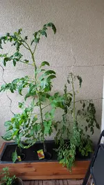 20170614_063150.webp