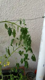 20170614_063207.webp