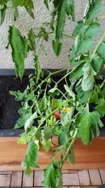 20170614_063216.webp
