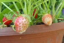 Erdbeere (1).webp