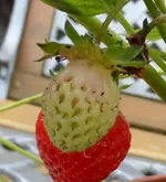 Erdbeere (2).webp