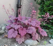 Heuchera.webp