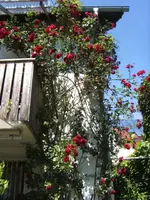 BILD7049.webp