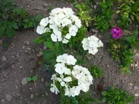 IMG_7828.webp