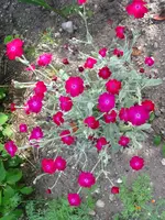 IMG_7827.JPG