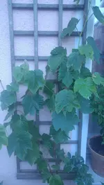 20170614_214530.webp