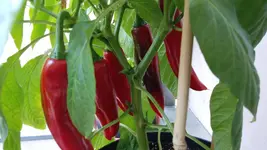 IMG-20170614-WA0018[1].webp