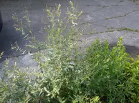 1497510887686-1769558259.webp