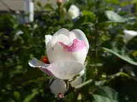 P1040320.webp