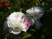 P1040321.webp