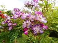 Juni 3.webp