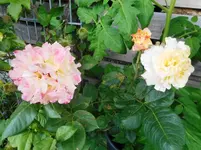 Juni 5.webp