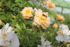 Juni 6.webp
