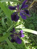 P1040041.webp
