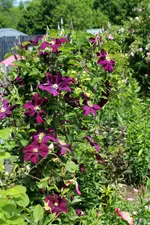 Juni 12.webp