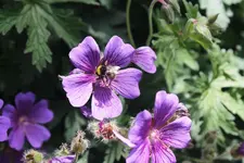 Juni 11.webp