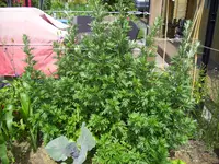 100_2356.webp