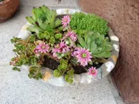 DSC00195.webp