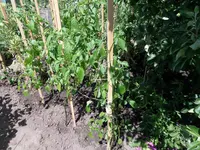 SAM_6558.webp