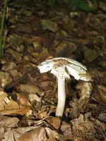 006_600x800.JPG