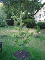 IMG_20170615_211622.webp