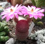SAM_8191.webp