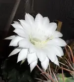 SAM_8194.webp
