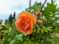 DSCF9149 (2).webp