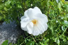 DSCF9119 (2).webp