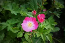 DSCF9120 (2).JPG