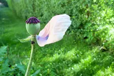 DSCF9105 (2).webp
