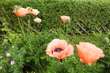 DSCF9136 (2).webp