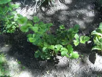 BILD7054.webp