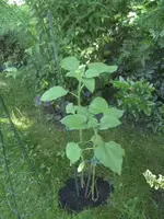 BILD7081.webp