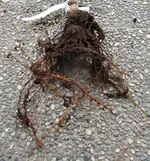 Wurzel 02.webp