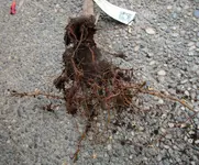Wurzel 03.webp
