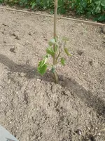 IMG_20170616_1728232.webp